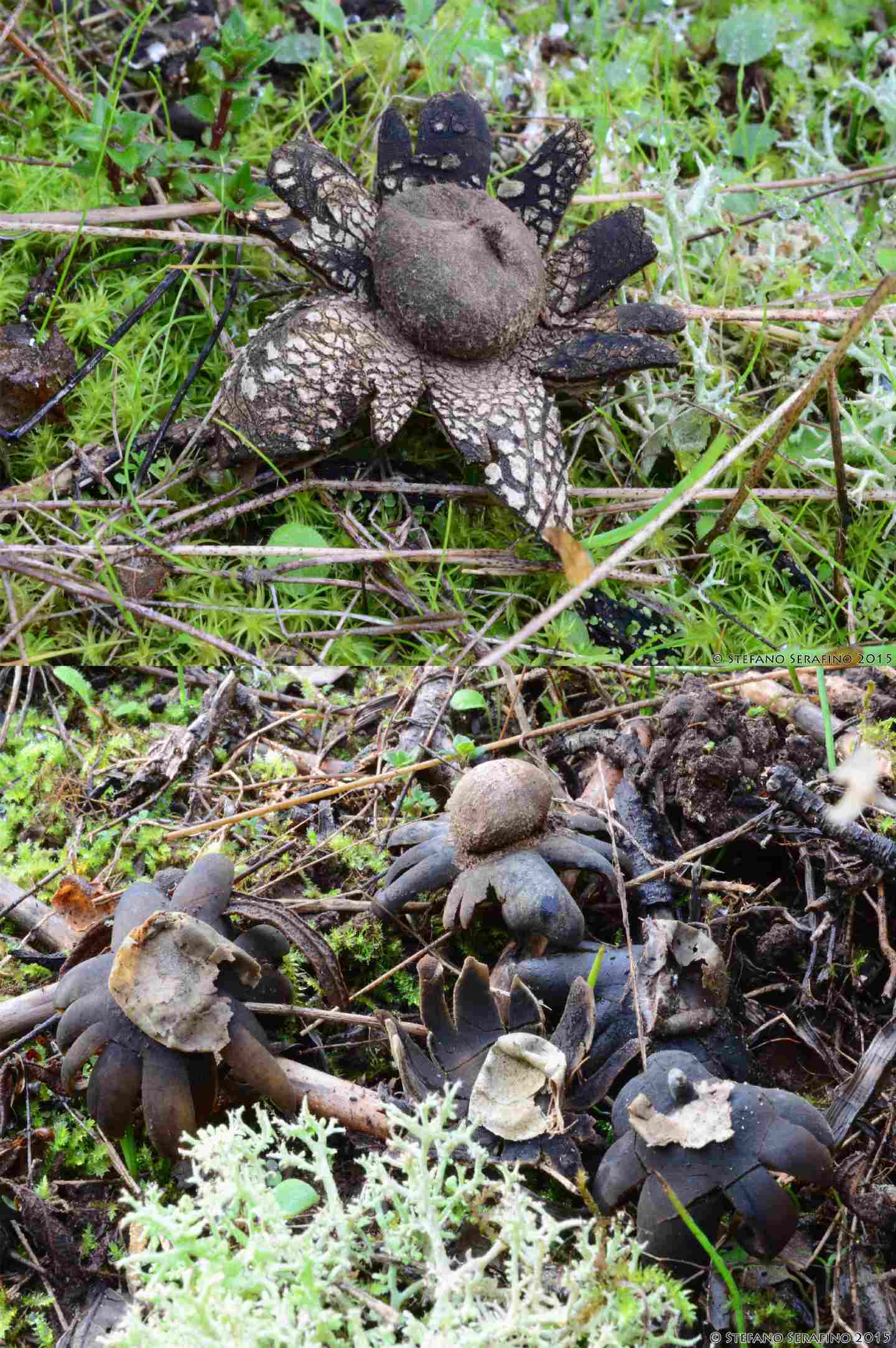 Da determinare B 15/12/2014